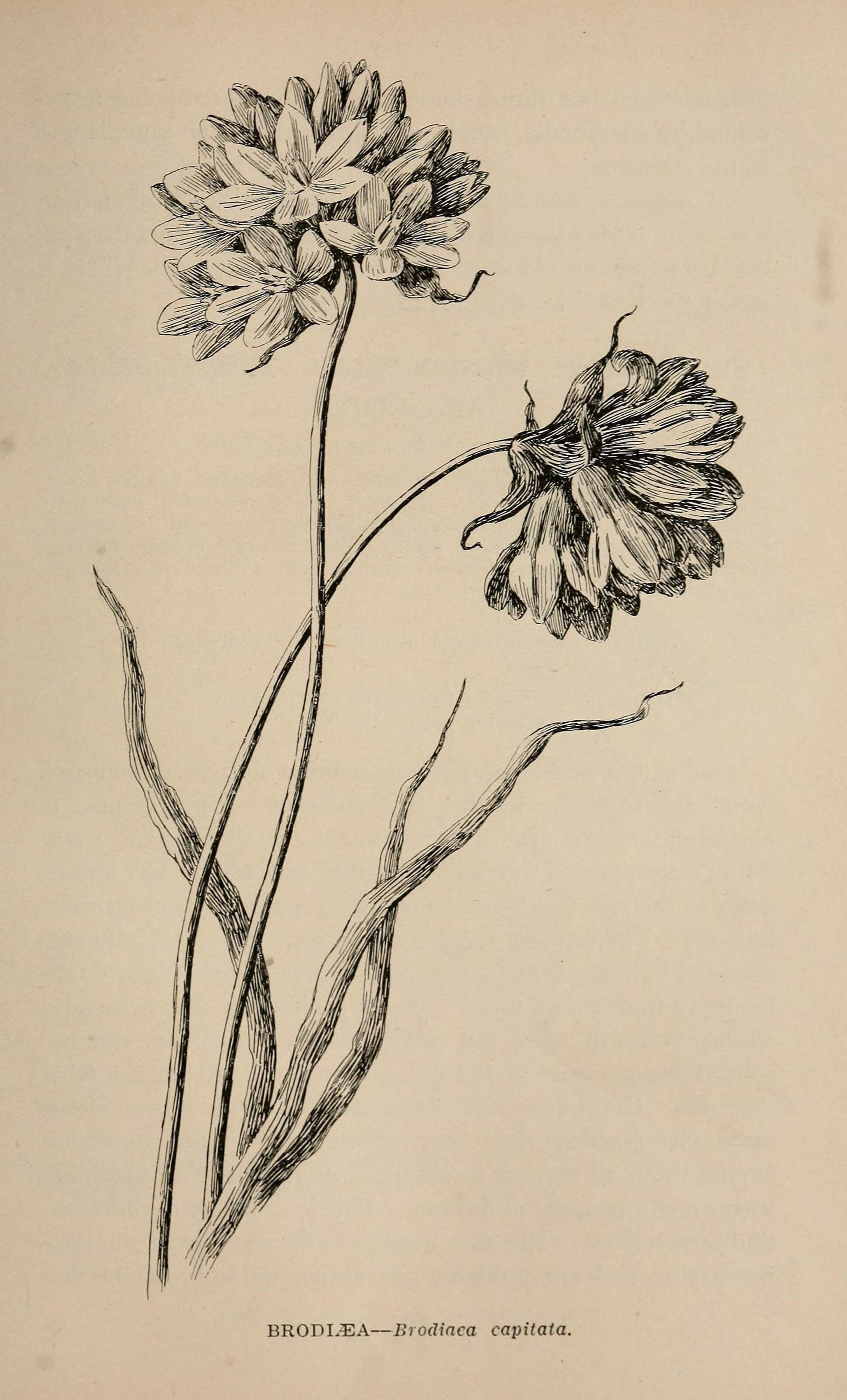 صورة Dichelostemma capitatum (Benth.) Alph. Wood