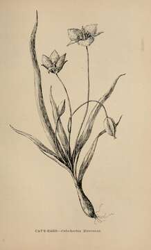 Image of beavertail grass