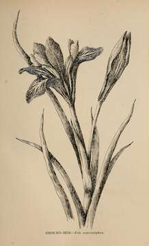 Imagem de Iris macrosiphon Torr.