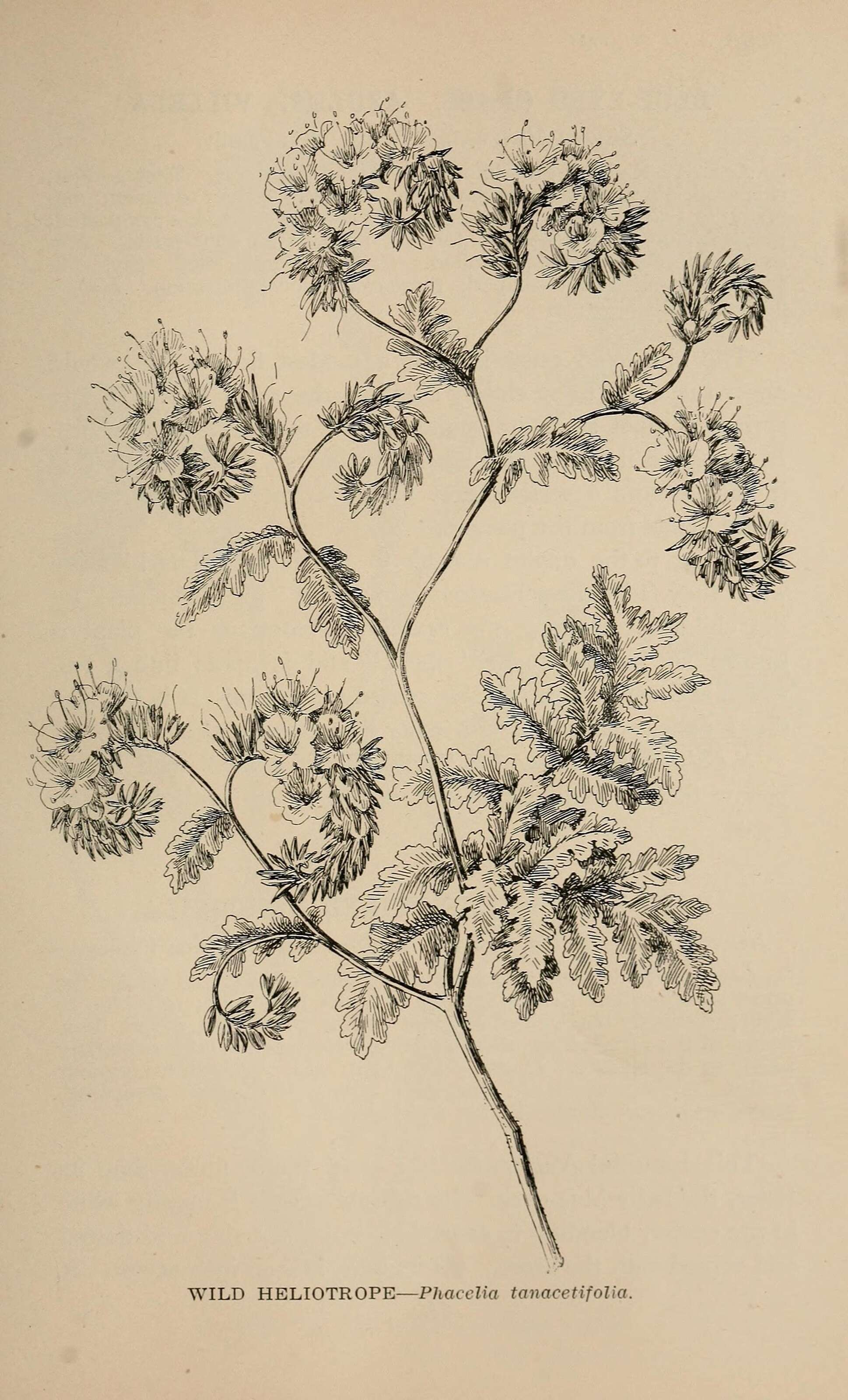 Image of lacy phacelia