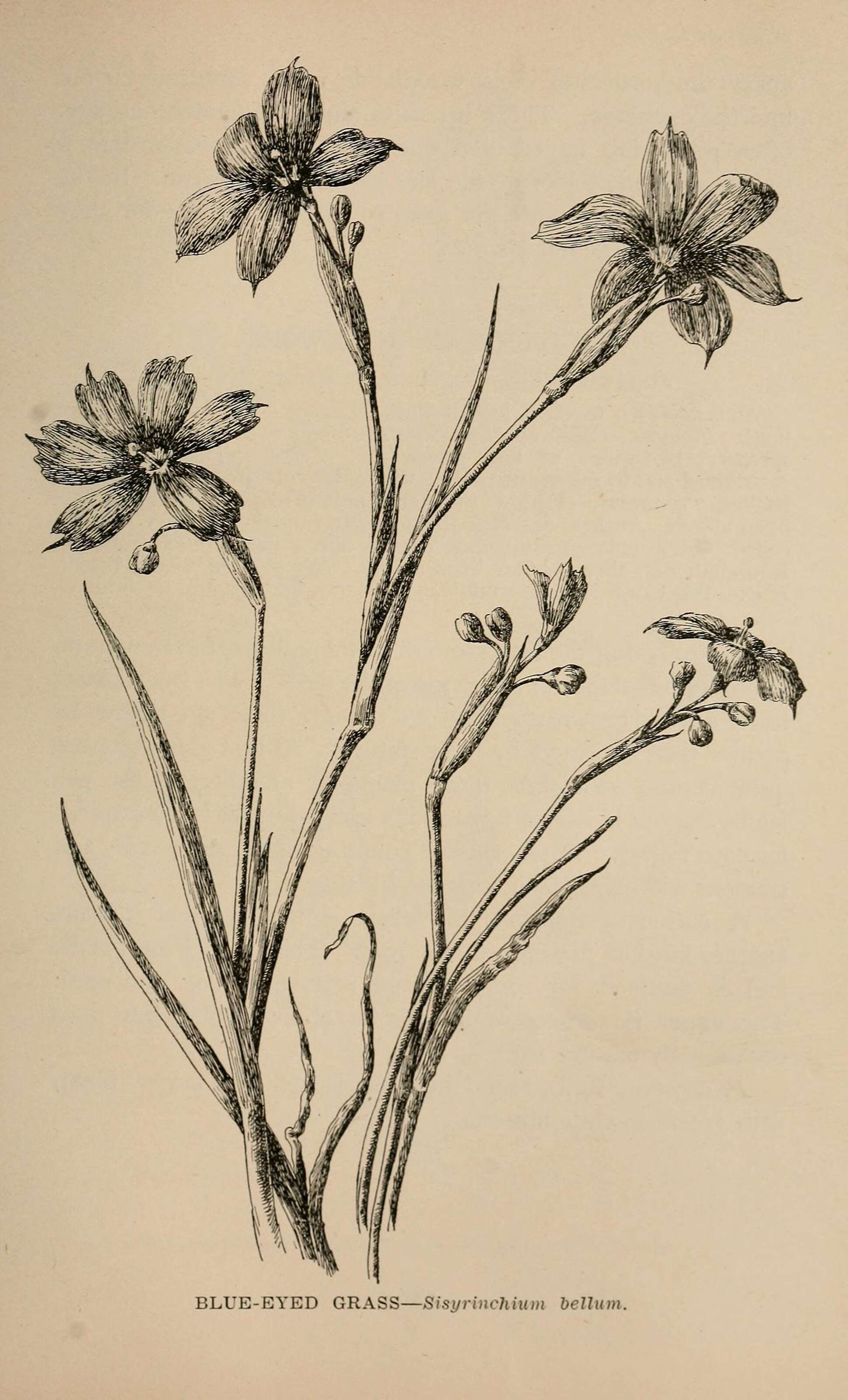 صورة Sisyrinchium bellum S. Watson