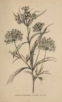 Imagem de Asclepias fascicularis Decne.