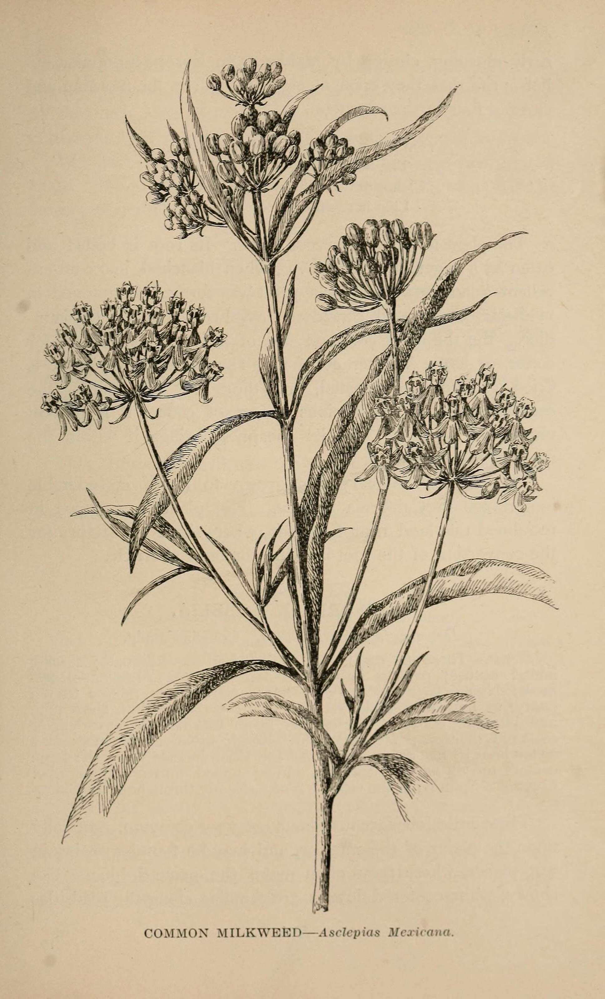 Image of Mexican whorled milkweed