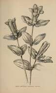 Image of alpine gentian