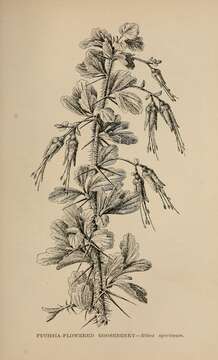 Image of fuchsiaflower gooseberry