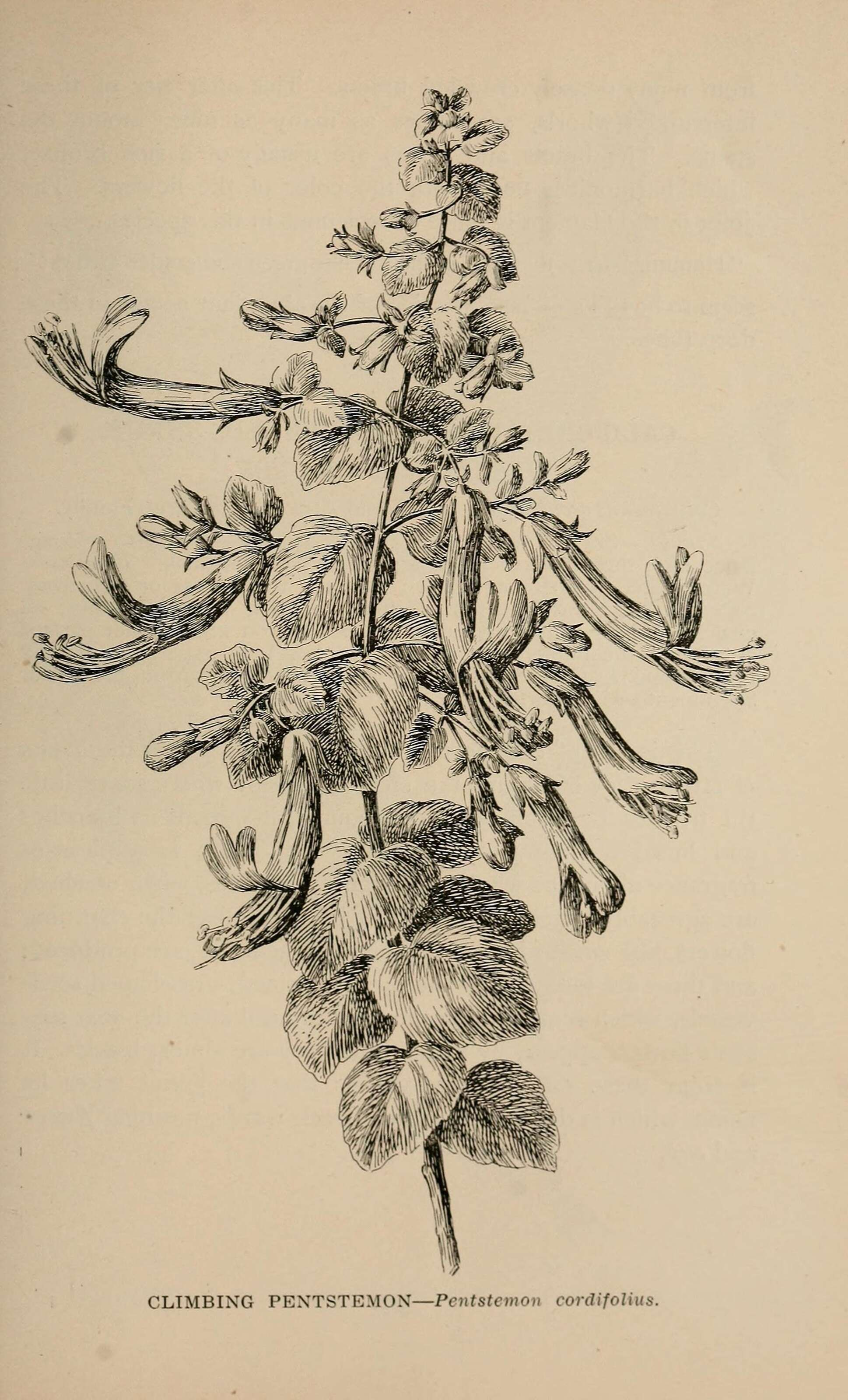 Keckiella cordifolia (Benth.) Straw resmi