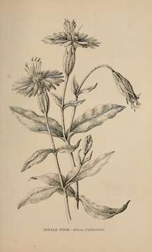 Image of cardinal catchfly