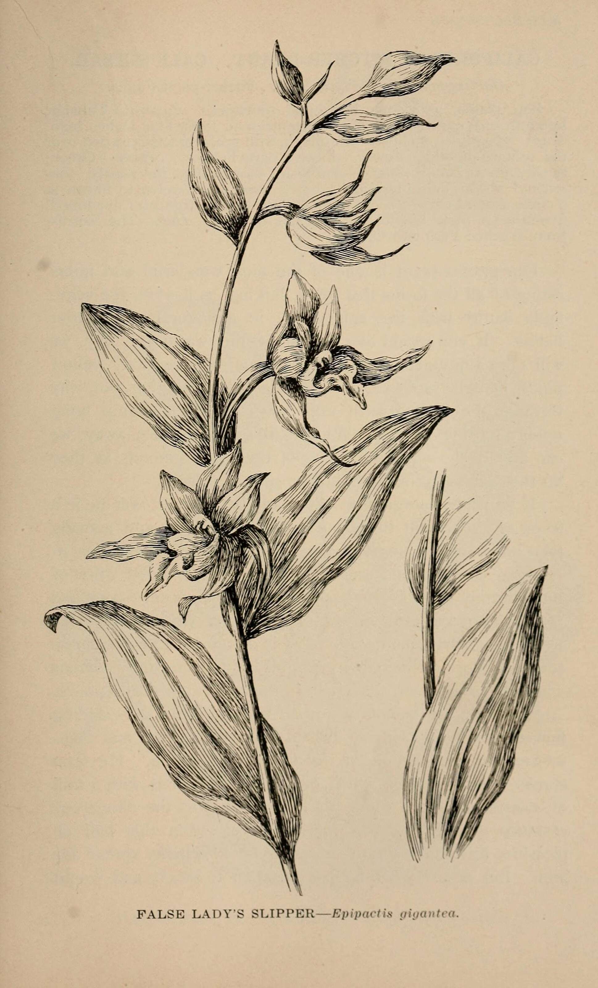 Image of Stream orchid