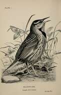 Image of Eastern Meadowlark