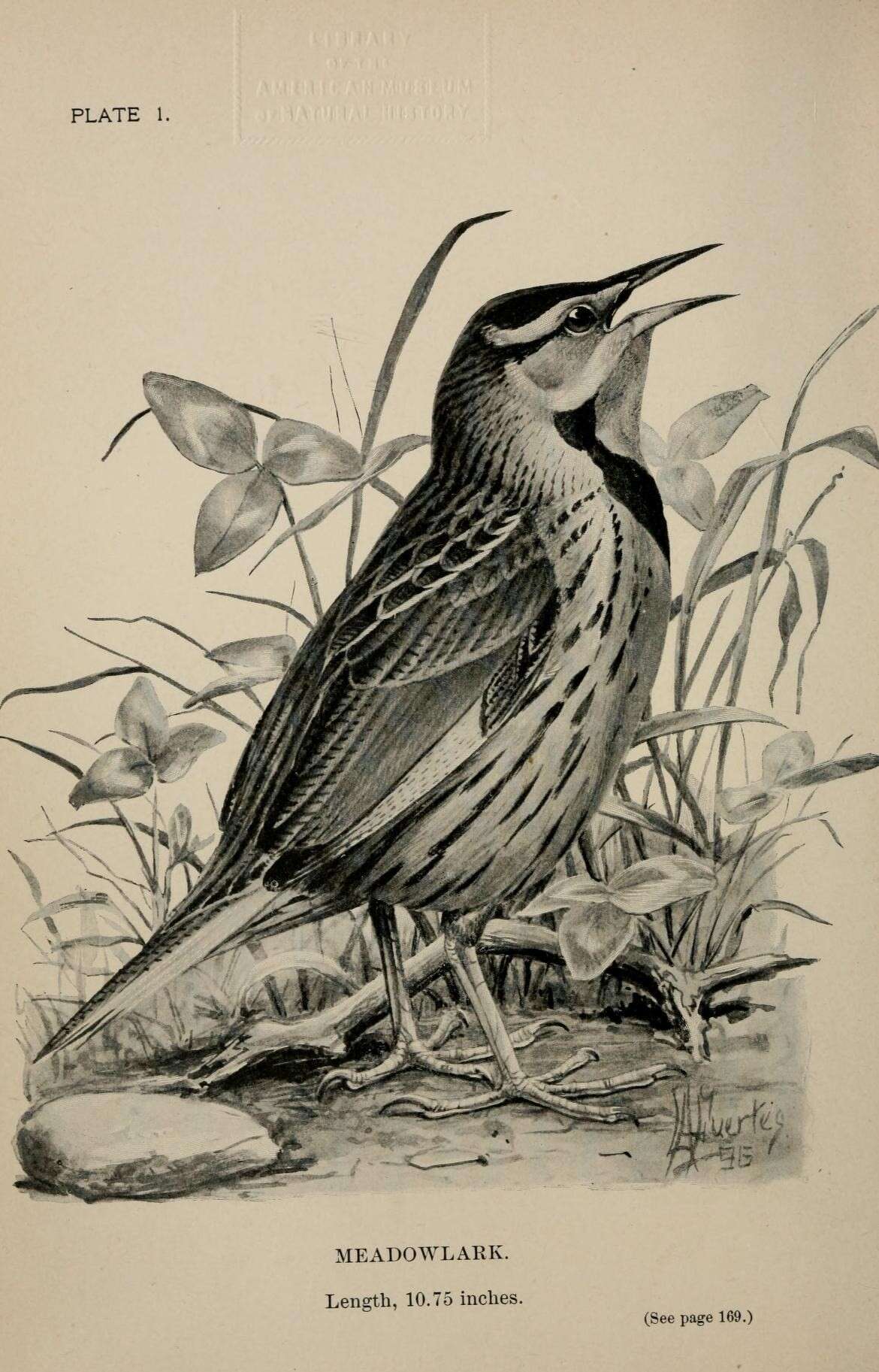 Image of Eastern Meadowlark