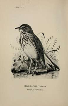 Image of Swainson's Thrush