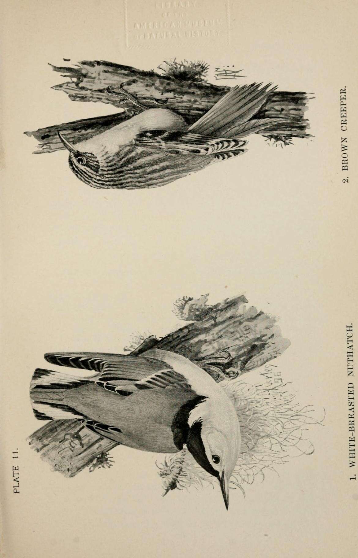 Image of White-breasted Nuthatch