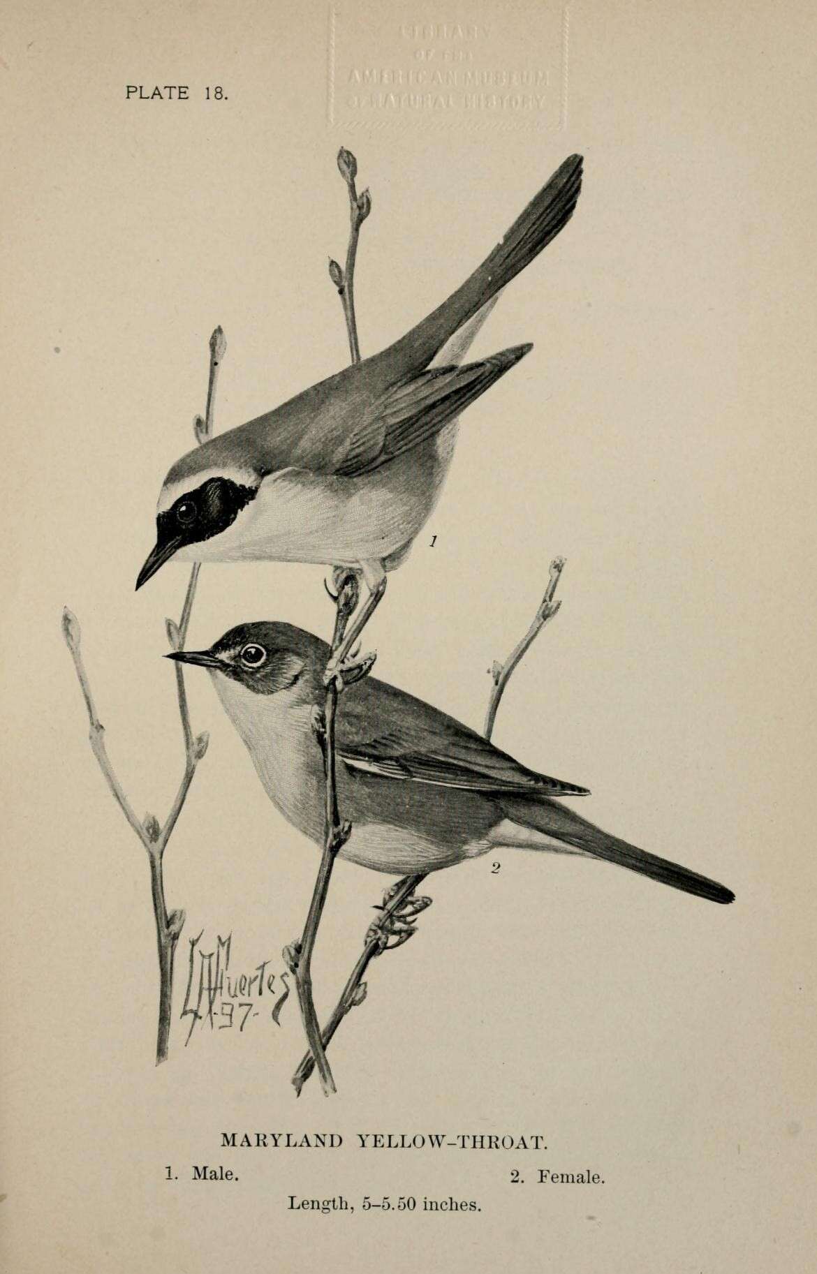 Image of Common Yellowthroat