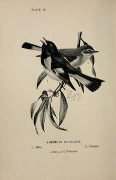 Image of American Redstart