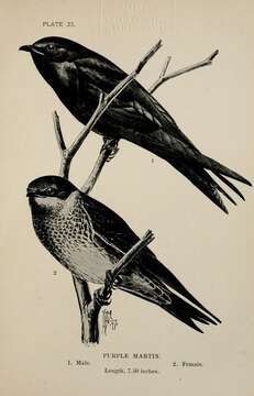 Image of Purple Martin