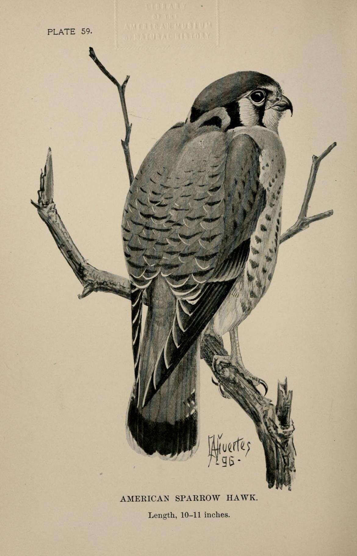 Image of American Kestrel