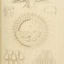 Image of Atolla wyvillei Haeckel 1880
