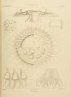 Image of Atolla Haeckel 1880