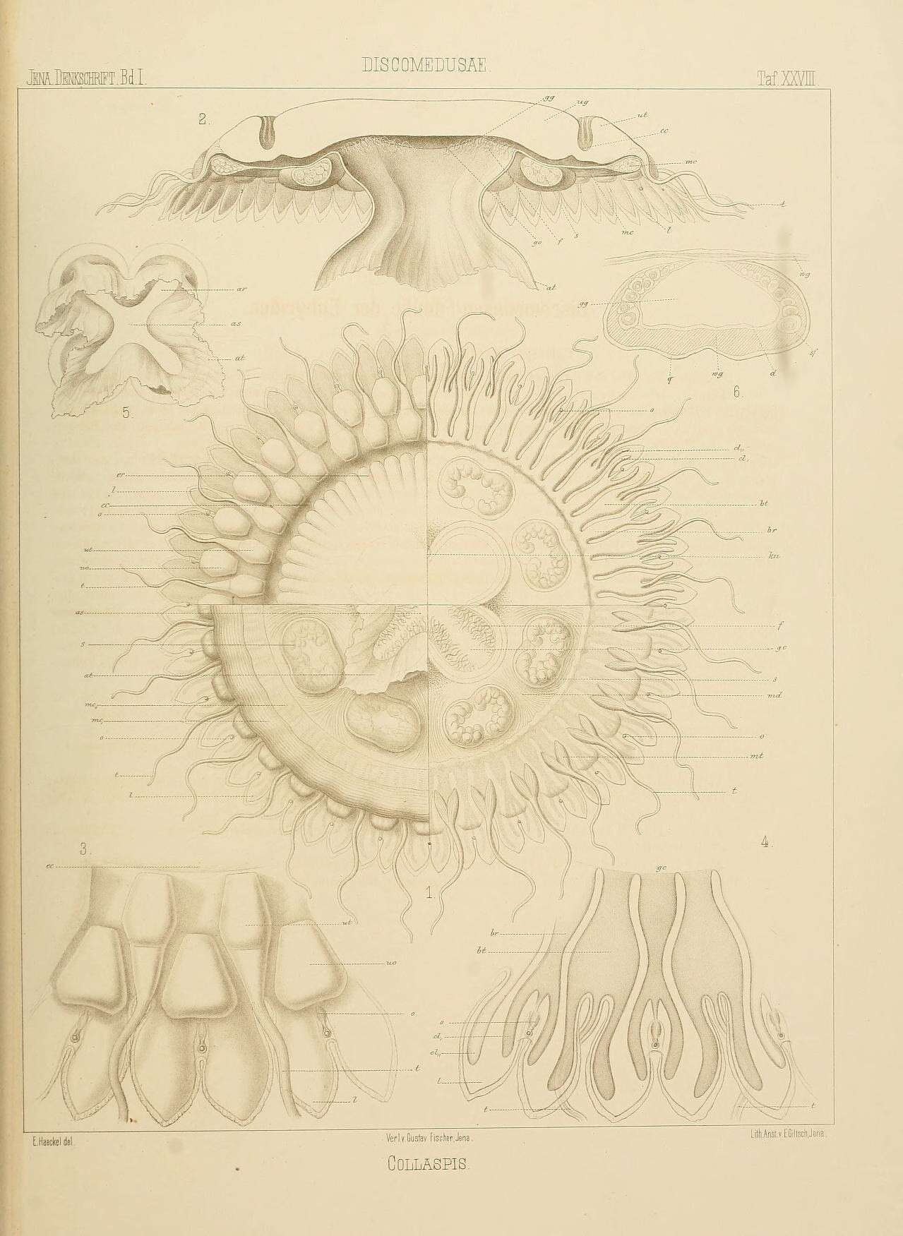 Image de Atolla wyvillei Haeckel 1880
