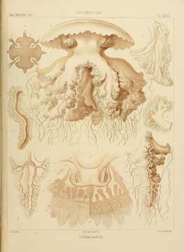 Image de Lychnorhiza Haeckel 1880