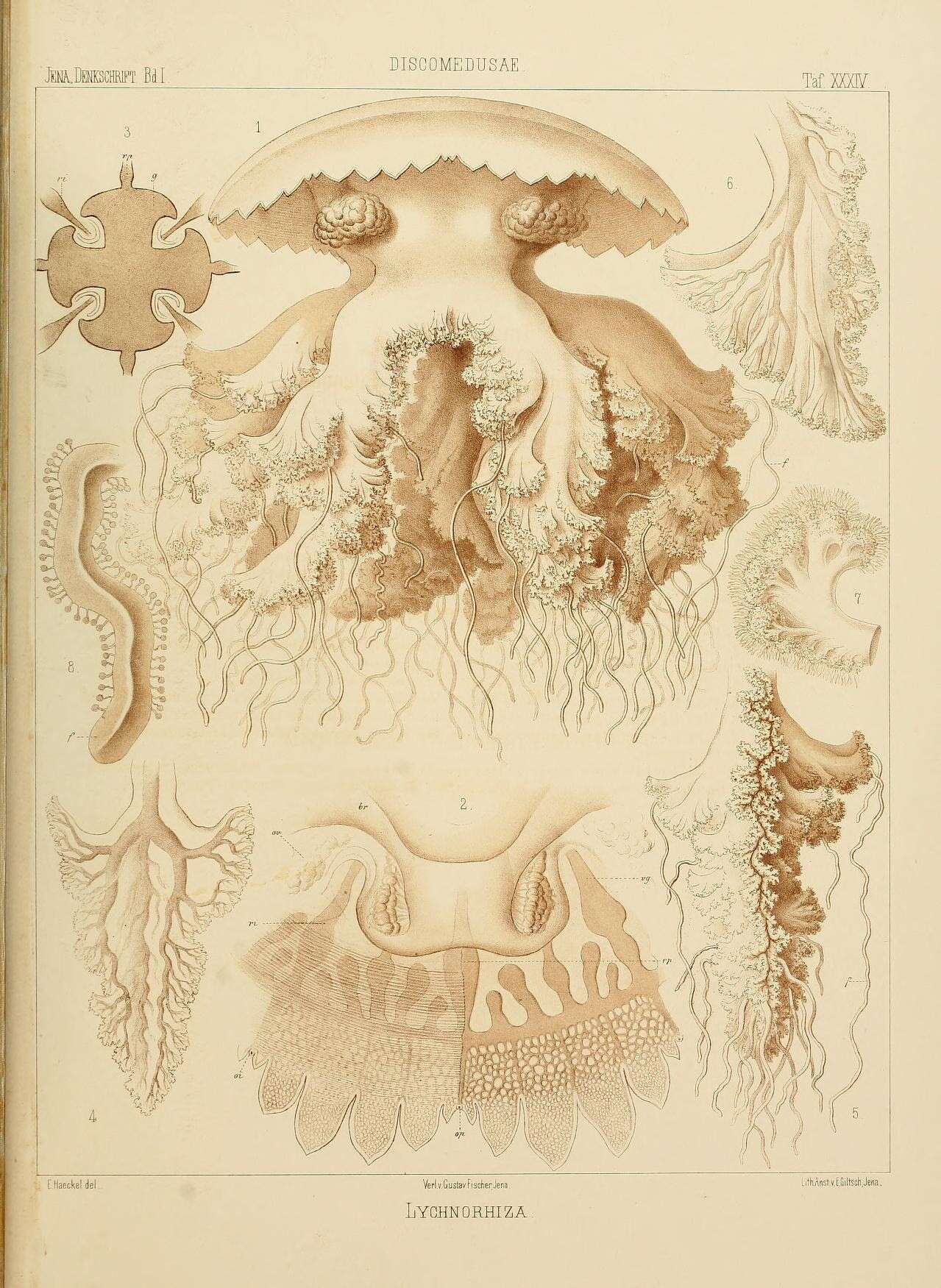 Image of Lychnorhiza Haeckel 1880