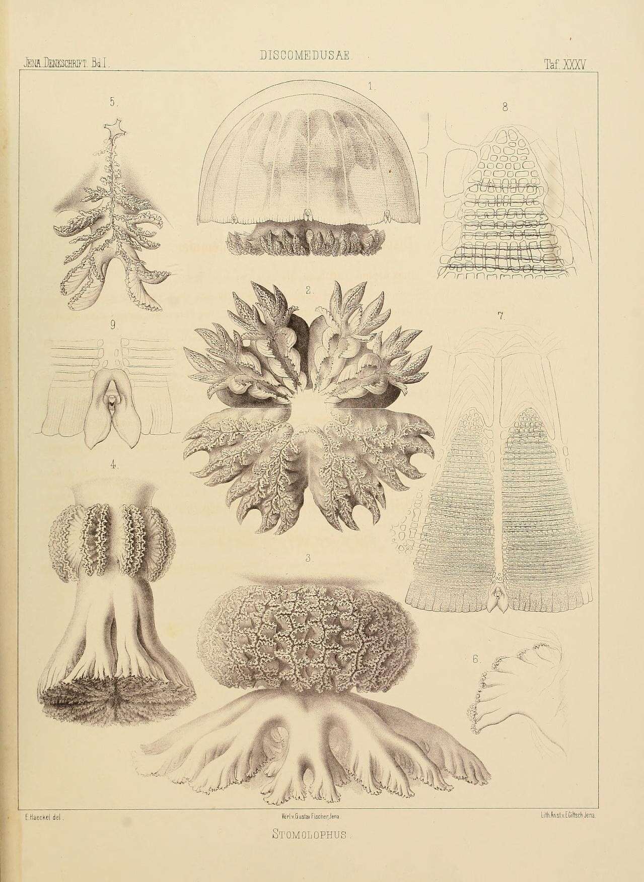 Imagem de Stomolophus fritillarius Haeckel 1880