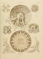 صورة Cassiopea ornata Haeckel 1880