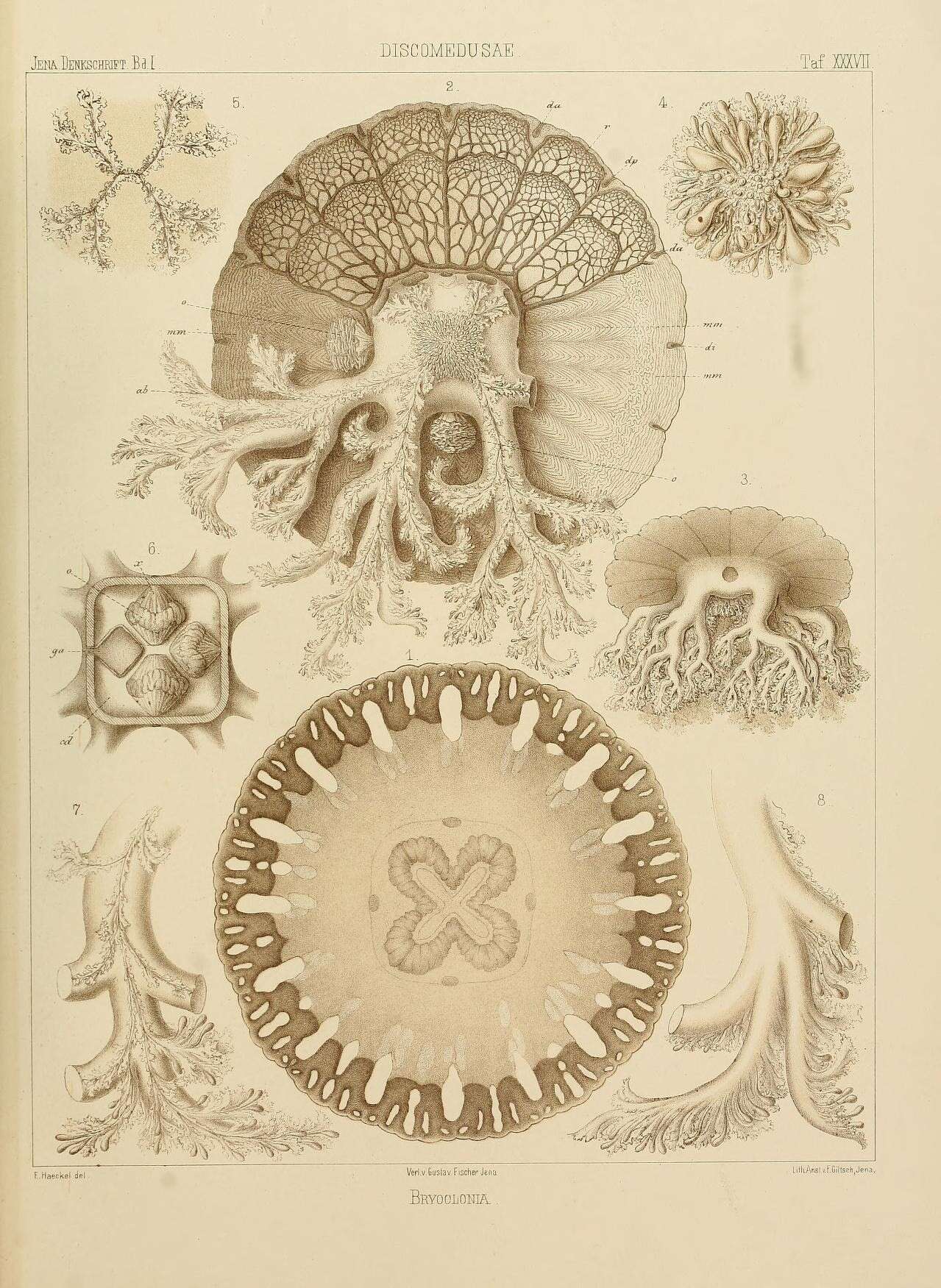 Image de Cassiopea ornata Haeckel 1880