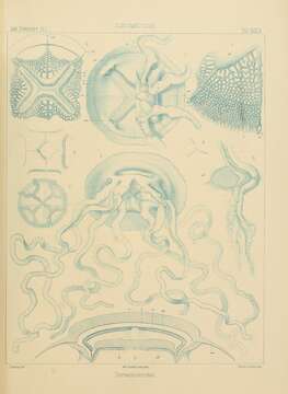 Image of Thysanostoma thysanura Haeckel 1880