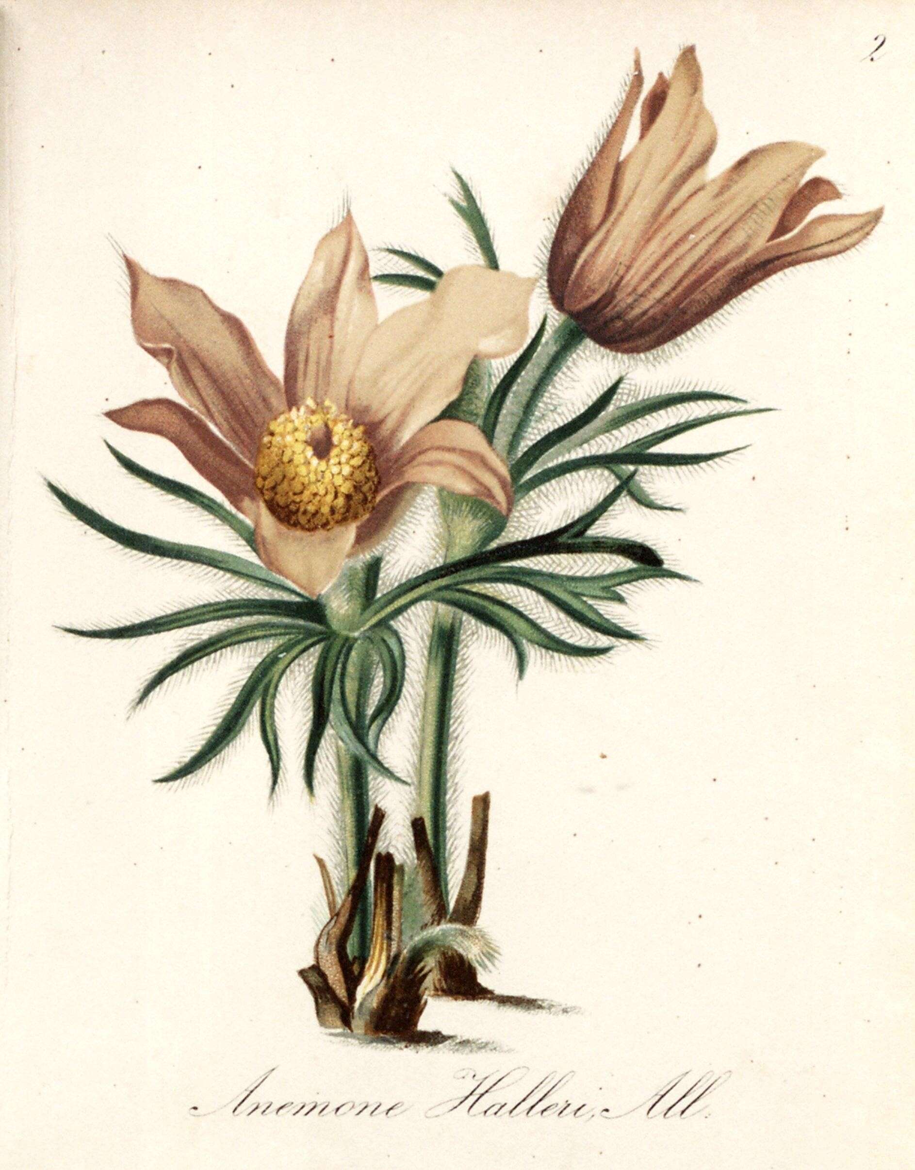 Image of Pulsatilla halleri (All.) Willd.