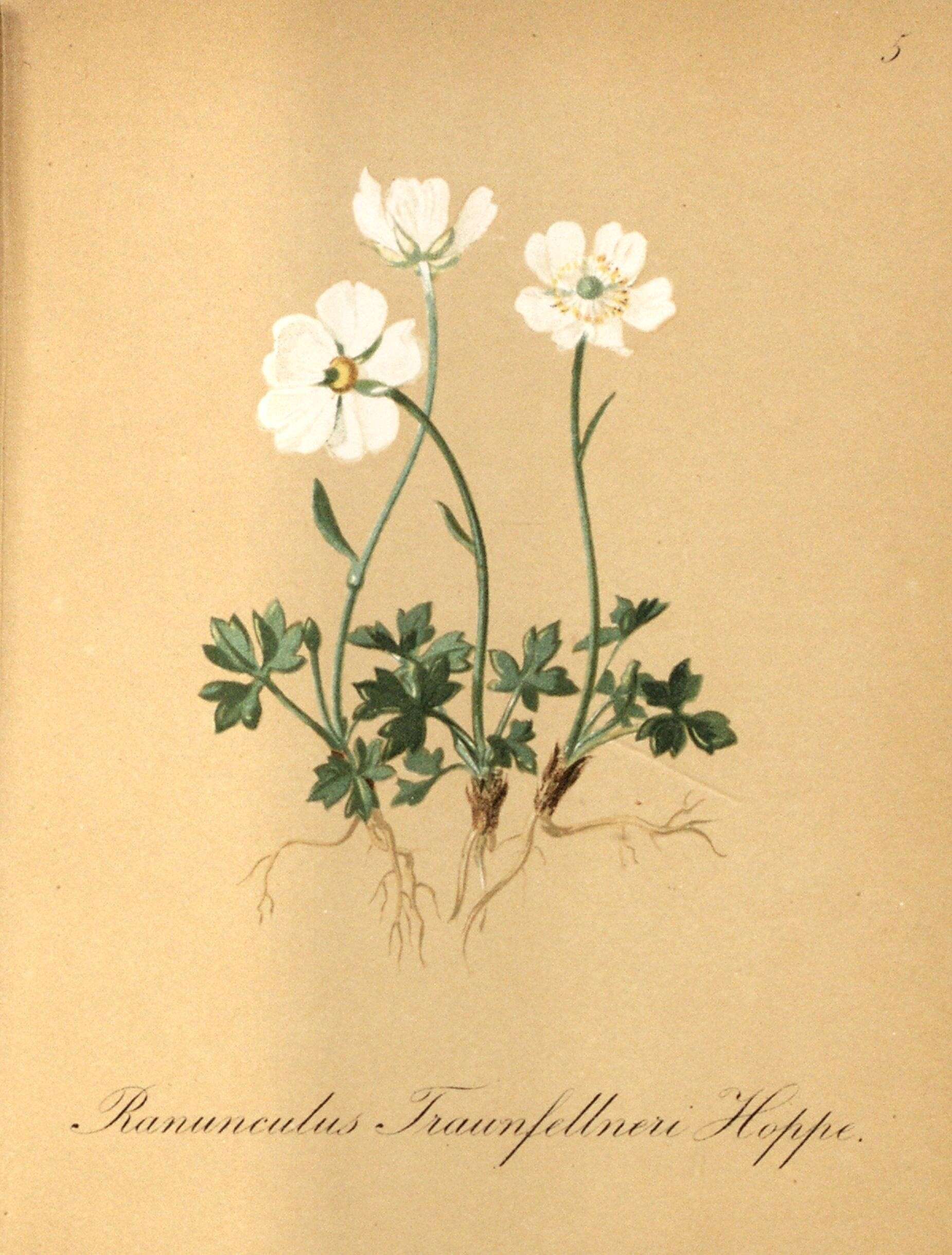 Image of Ranunculus traunfellneri Hoppe