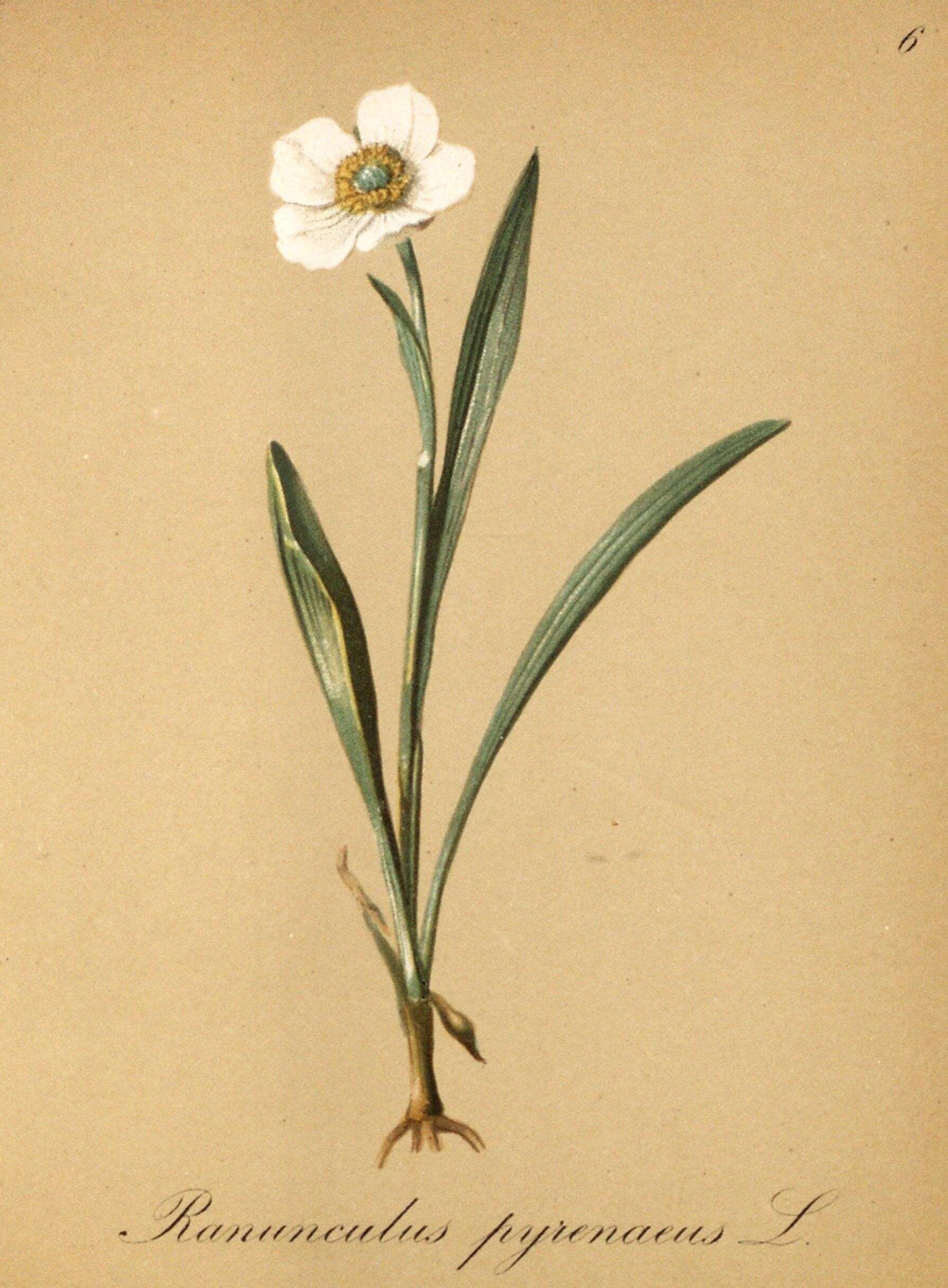 Image of Ranunculus pyrenaeus L.