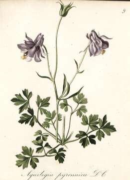 Image of Aquilegia pyrenaica DC.