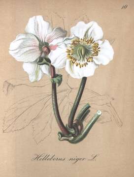 Image of black hellebore