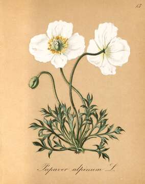 Image of dwarf poppy