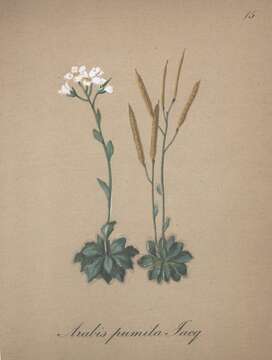 Image of Arabis pumila Jacq.