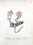 Слика од Noccaea rotundifolia (L.) Moench