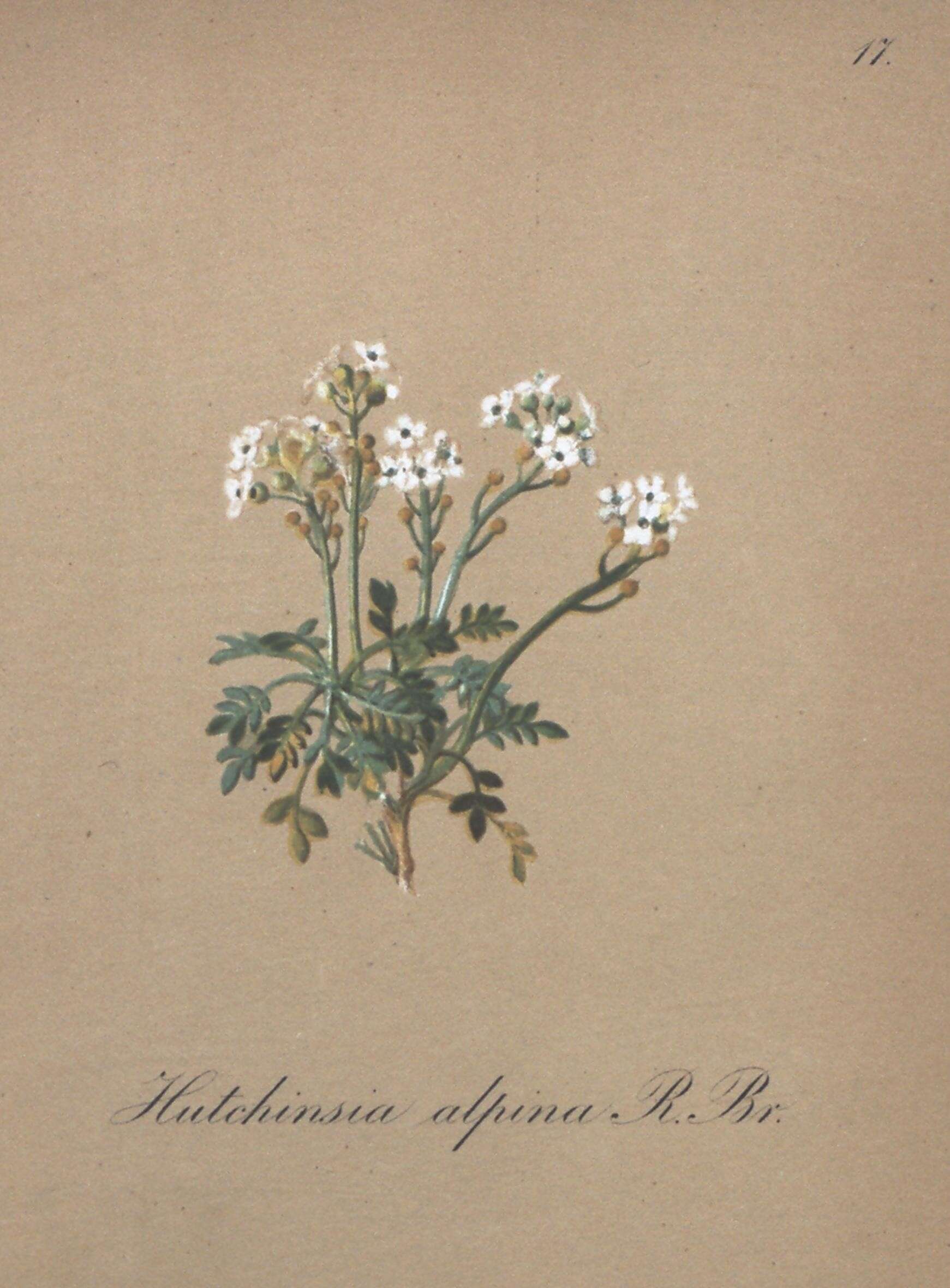 Image of Hornungia alpina subsp. alpina