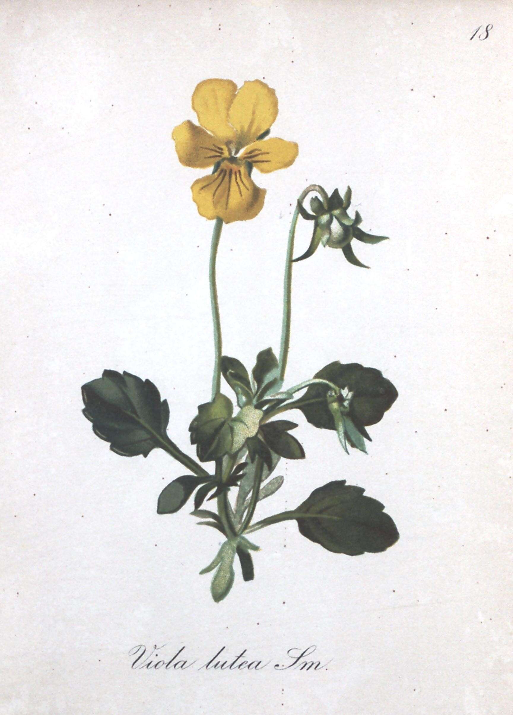 Image of Mountain Pansy