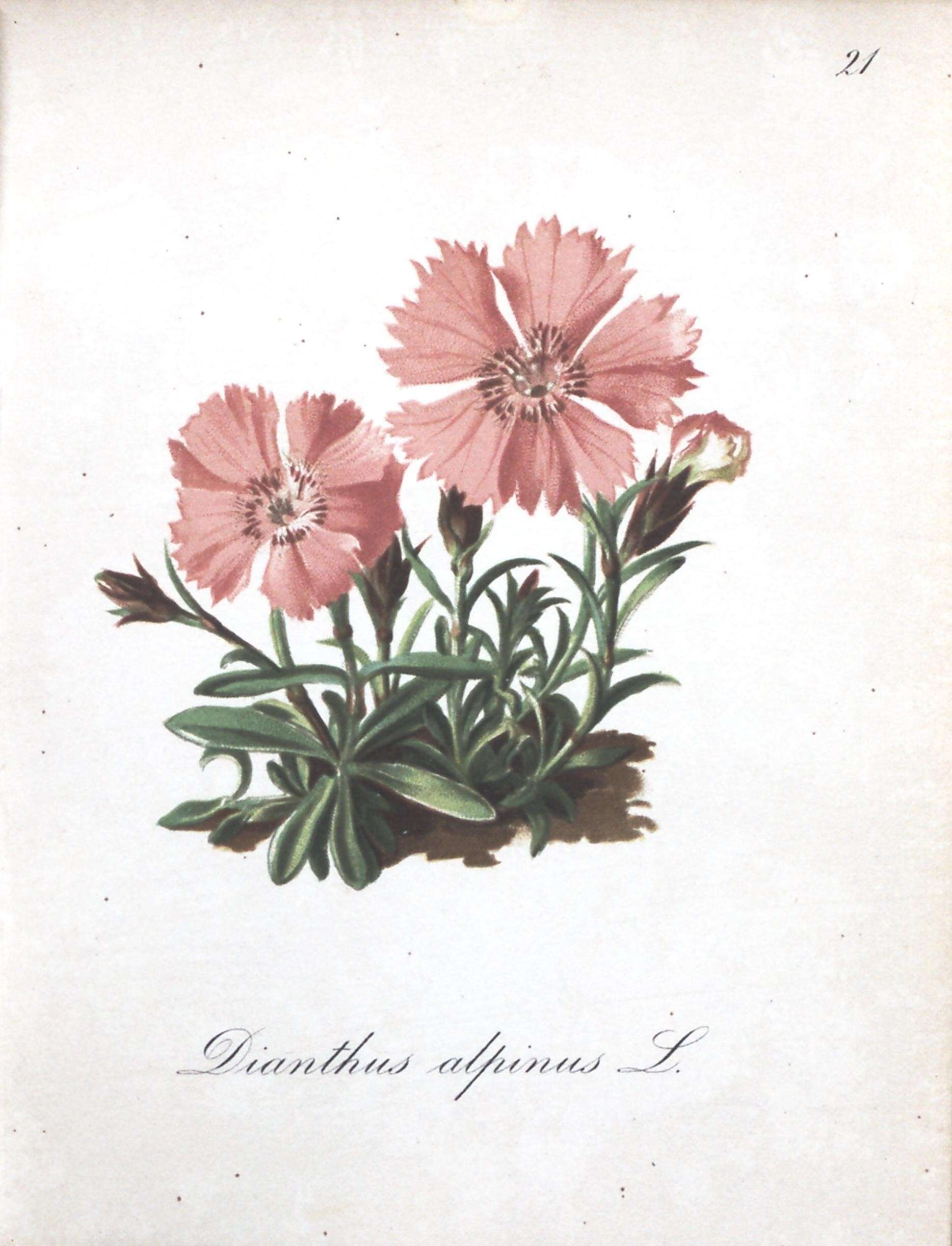 Image of Alpine Pink