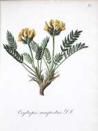 Слика од Oxytropis campestris (L.) DC.