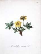 Image de Potentilla aurea L.