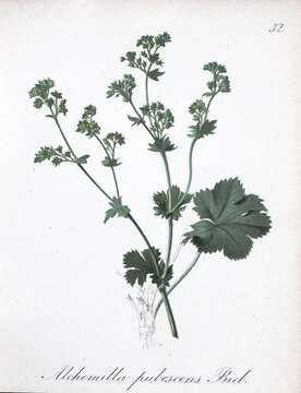 Imagem de Alchemilla sericata Reichenb.