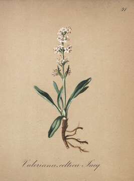 Image of Valeriana