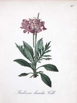 Scabiosa lucida Vill. resmi