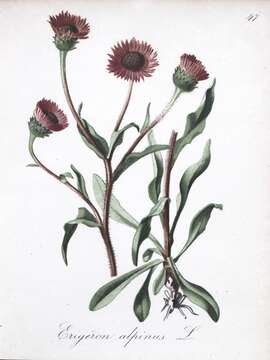 Image of alpine fleabane