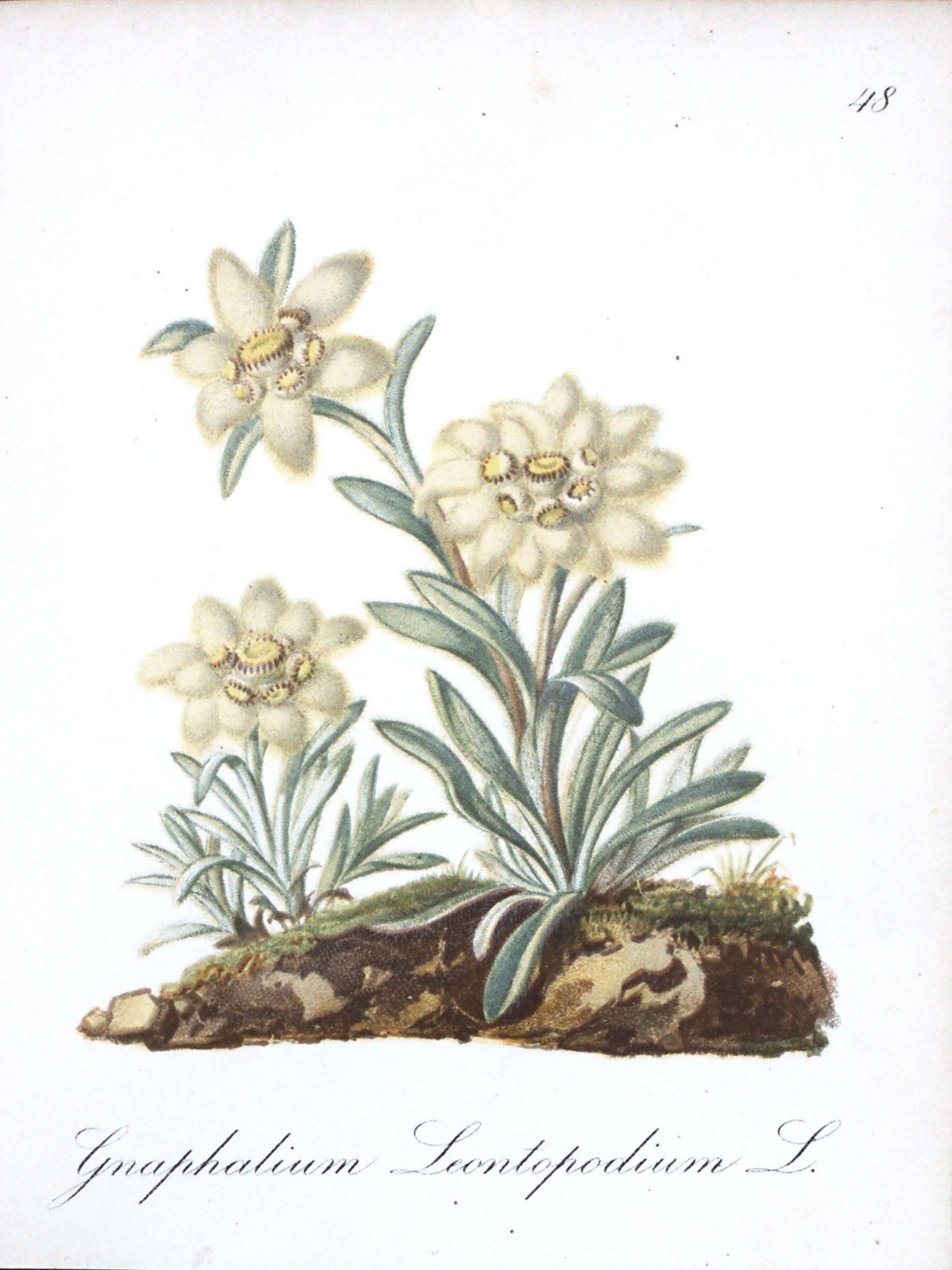 Image of Leontopodium nivale subsp. alpinum (Cass.) Greuter