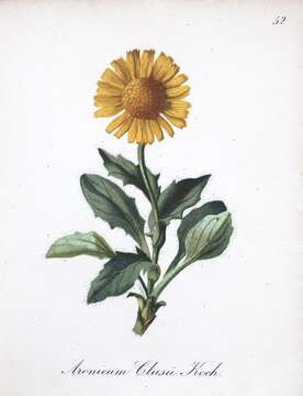 Image of Doronicum clusii (All.) Tausch