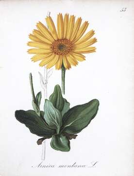 Image of mountain arnica