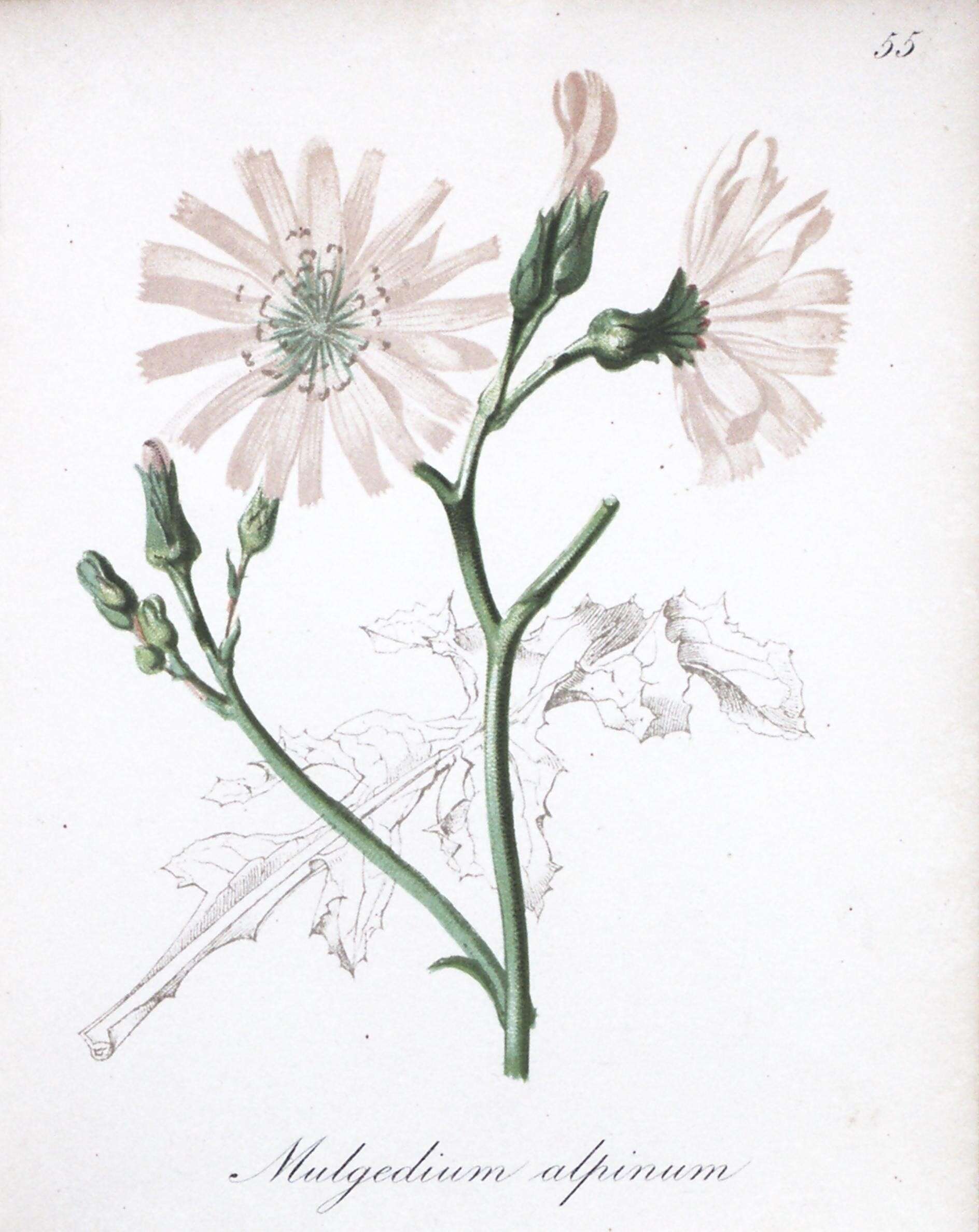 Image de Cicerbita alpina (L.) Wallr.